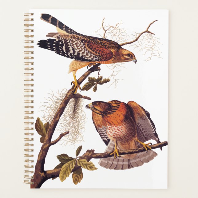 Roter Schulter Hawk Audubon Bird of Prey Planer (Vorderseite)