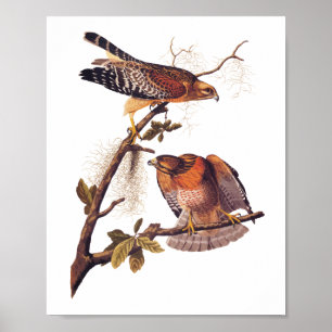 Roter Schulter Hawk Audubon Bird of Prey Poster
