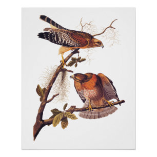 Roter Schulter Hawk Audubon Bird of Prey Poster