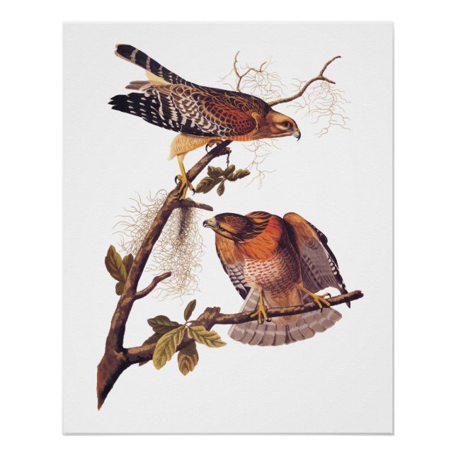 Roter Schulter Hawk Audubon Bird of Prey Poster (Vorderseite)