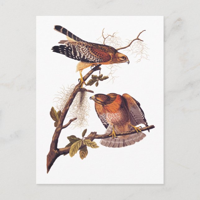 Roter Schulter Hawk Audubon Bird of Prey Postkarte (Vorderseite)