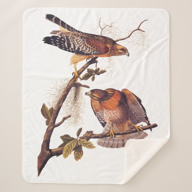 Roter Schulter Hawk Audubon Bird of Prey Sherpadecke (Vorderseite)