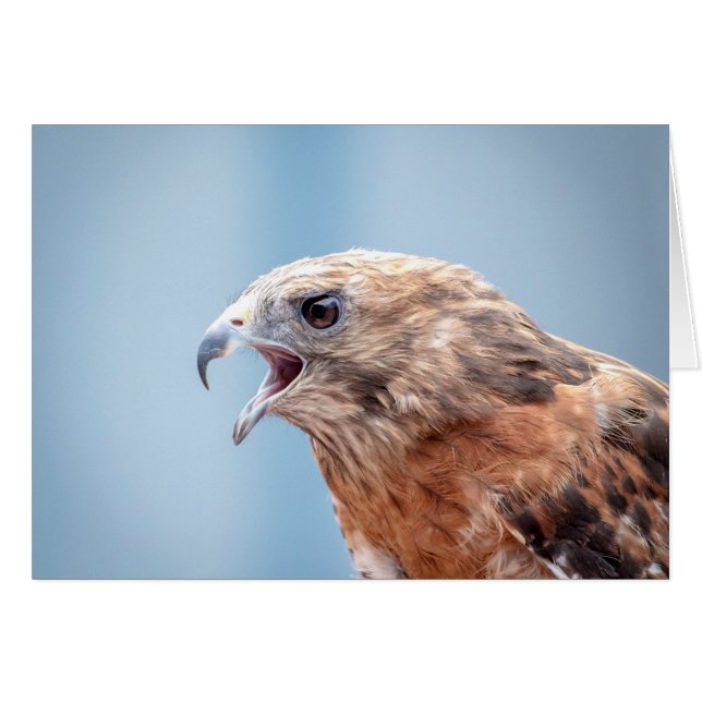 Roter Schulter-Hawk auf einem Felsen (Vorderseite (Horizontal))