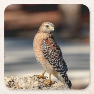 Roter Schulter-Hawk auf einem Felsen Rechteckiger Pappuntersetzer