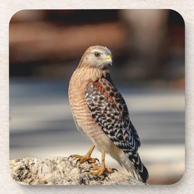Roter Schulter-Hawk auf einem Felsen Untersetzer (Vorderseite)