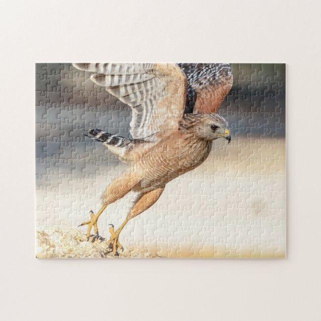 Roter Schulter Hawk in Florida Puzzle (Horizontal)