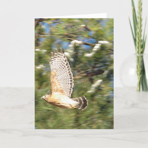 Roter Schulter Hawk in Flugfotografie-Design Karte