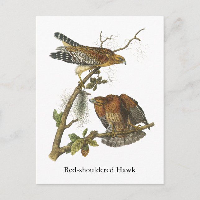 Roter Schulter Hawk, John Audubon Postkarte (Vorderseite)