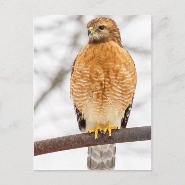 Roter Schulter Hawk Postkarte (Vorderseite)