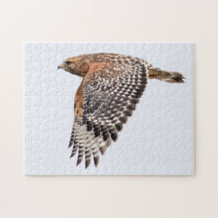 Roter Schulter-Hawk Puzzle