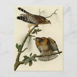 Roter Schulterfalke Postkarte