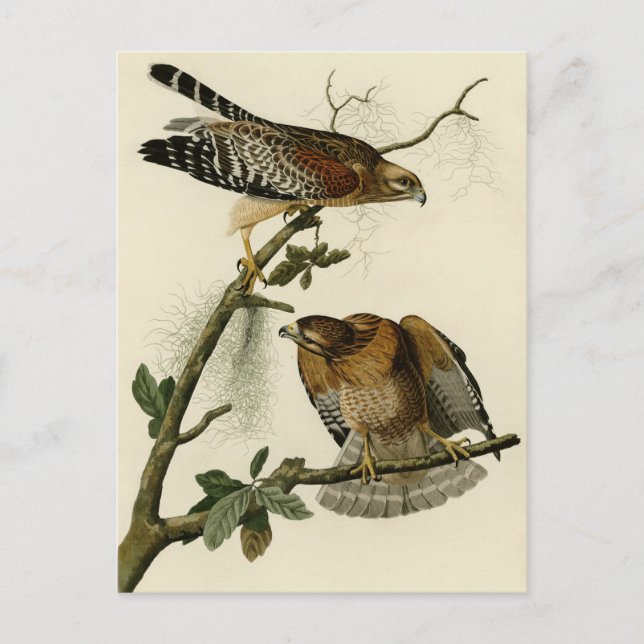 Roter Schulterfalke Postkarte (Vorderseite)