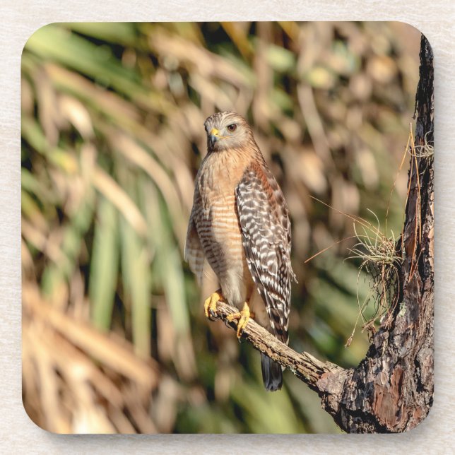 Roter Schulterhawk in einem Baum Getränkeuntersetzer (Vorderseite)