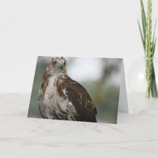 "Roter Schwanz-Falke-" Vogel-Foto-Gruß-Karte Karte