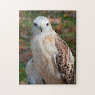 Roter Schwanz Hawk Closek Puzzle