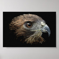 Roter Schwanz-Hawk-Pastellfarben