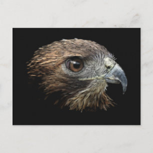 Roter Schwanz Hawk Pastellfarben Postkarte