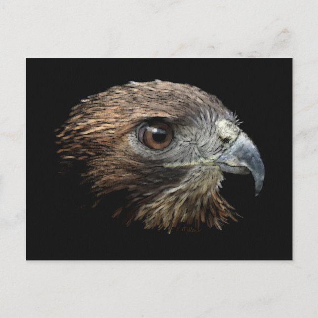 Roter Schwanz Hawk Pastellfarben Postkarte (Vorderseite)
