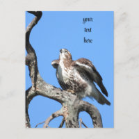 Roter Schwanz Hawk, Raubvogel