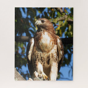 Roter Schwanz Hawk, Raubvogel Puzzle