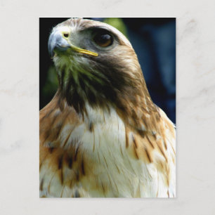 Roter Schwanz Postkarte