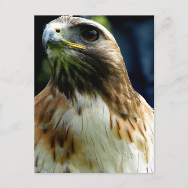 Roter Schwanz Postkarte (Vorderseite)