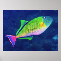 Roter Schwanz Triggerfish