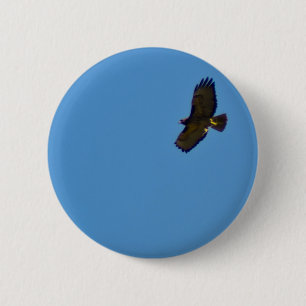 Roter Schwanzfalken Button