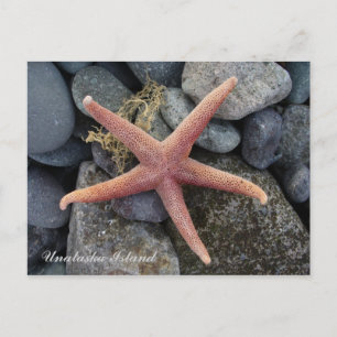 Roter Seeteufel, Insel Unalaska Postkarte