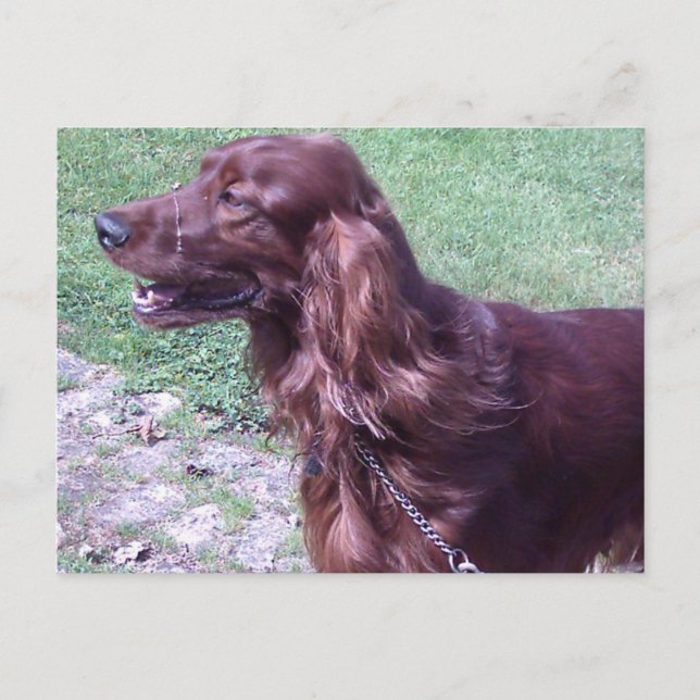 Roter Setter Postkarte (Vorderseite)
