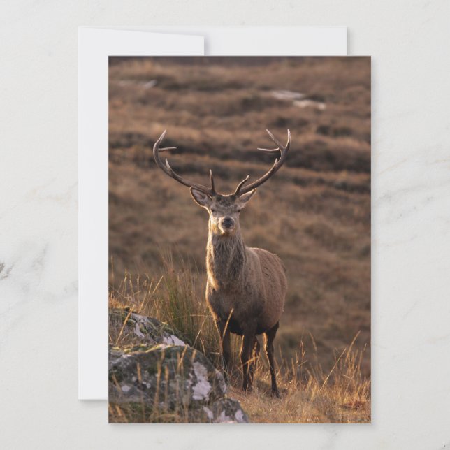 Roter Stag Einladung (Vorderseite)