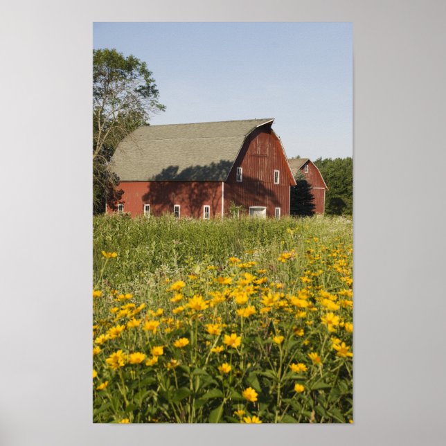 Roter Stall und Gelbe Wildblumen Poster (Vorne)