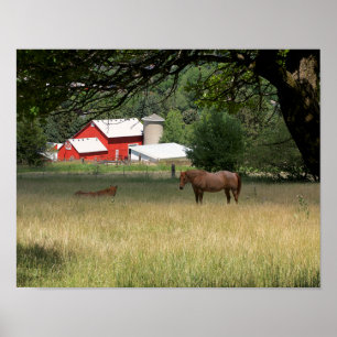 Roter Stall und Pferde Poster