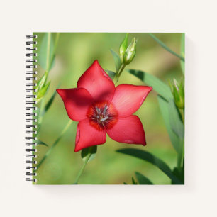 Roter Stern Blüte Grünes Laub Notizbuch