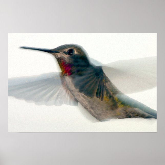 Roter Throter Hummingvogel Poster (Vorne)