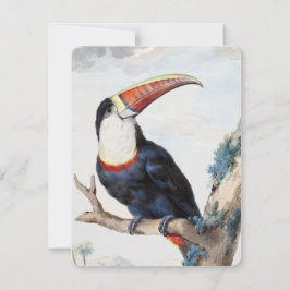 Roter Tucan (1748) von Aert Schouman Einladung