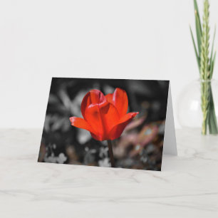 Roter Tulip, Karte