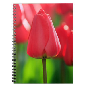 Roter Tulip Notizblock