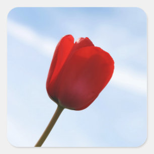 Roter Tulip Sticker
