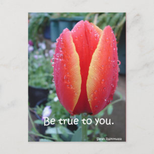 Roter Tulip und Raindrops floral sind wahr zu Ihne Postkarte