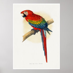 Roter und Blauer Ara Poster