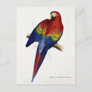 Roter und Gelber Ara Postkarte