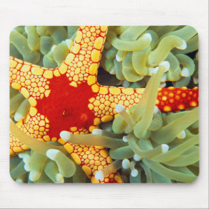 Roter und Gelber Seestern Mousepad