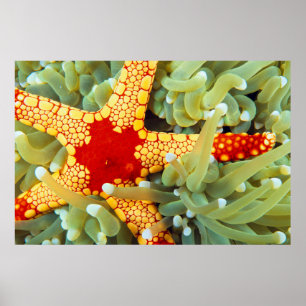 Roter und Gelber Seestern Poster