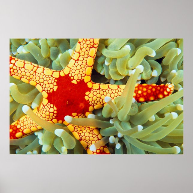 Roter und Gelber Seestern Poster (Vorne)