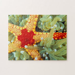Roter und gelber Seestern Puzzle