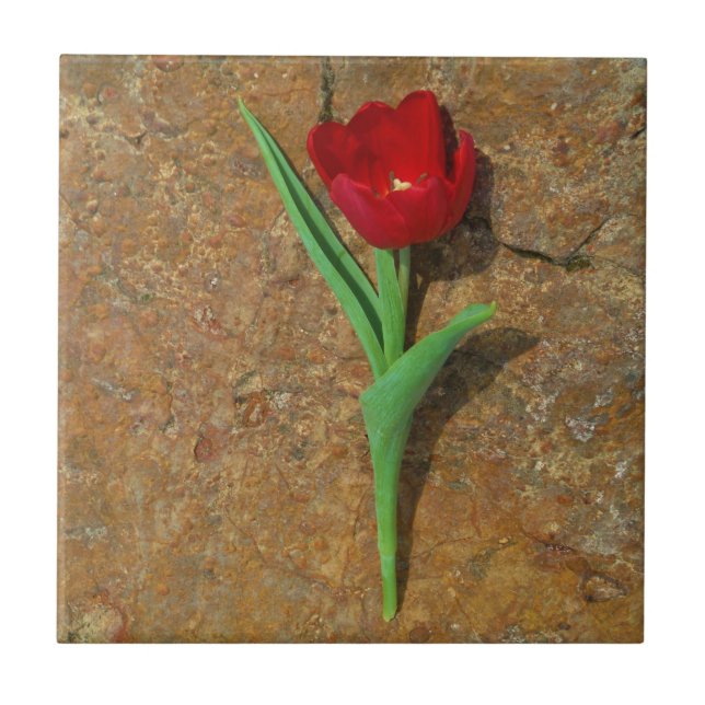 Roter und Gelber Tulip Fliese (Vorderseite)