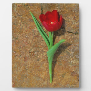 Roter und Gelber Tulip Fotoplatte