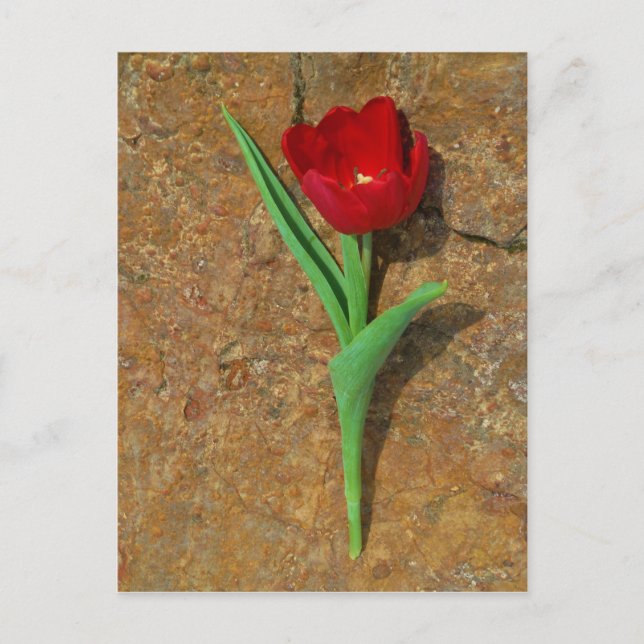 Roter und Gelber Tulip Postkarte (Vorderseite)