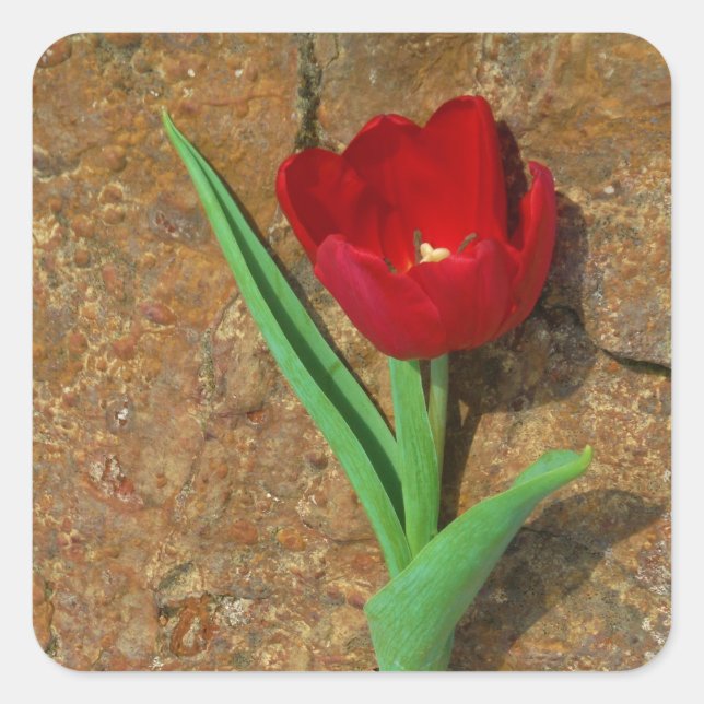 Roter und Gelber Tulip Quadratischer Aufkleber (Vorderseite)